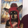 Maui B.